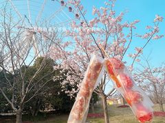 -顾村公园