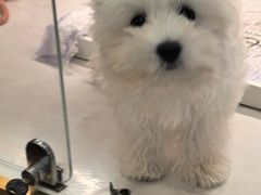 -翊宠yipet猫狗购宠庄园犬舍•猫舍