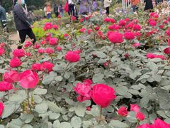 -人民公园(罗湖区)