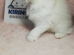 -十年猫舍·猫咪专门店(普陀店)