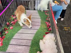 -中环花鸟鱼虫市场