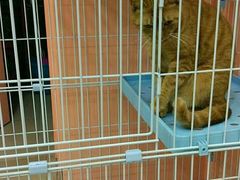 -酷狗靓猫宠物·洗护·美容·寄养(航北路店)