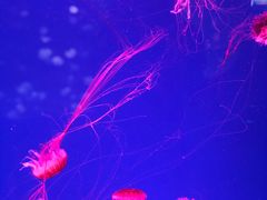 -芜湖新华联大白鲸海洋公园