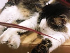 -猫的天空之城概念书店(苏州平江店)