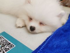 -瑞鹏宠物医院·猫科·宠保定点(梅溪湖分院)