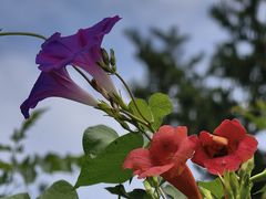 -国家植物园南园