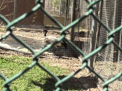 -新疆天山野生动物园