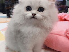 -小尾巴宠物店(万科·金域华庭店)