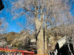 -红螺寺