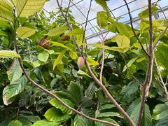 -歌斐颂巧克力小镇