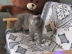 -平行世界·猫咖(首经贸店)