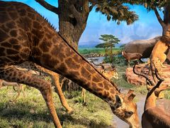 -国家自然博物馆