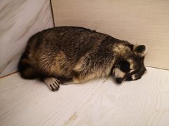 -浣熊柯尔鸭土拨鼠·电玩咖