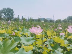 -陶辛水韵
