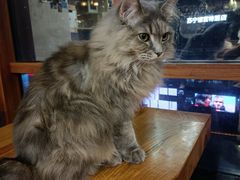 -蓝鲸·缅因猫舍