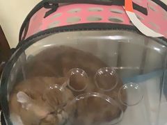 -纳吉亚猫专科动物医院博雅分院