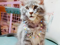 -十年猫舍·猫咪专门店(普陀店)