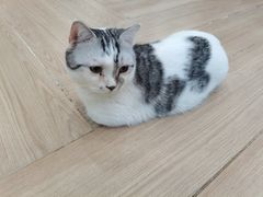 -安格丽娜·狗咖·猫咖羊驼咖(春熙路百盛商场店)