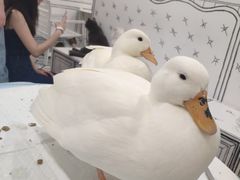 -白夜2D咖啡馆