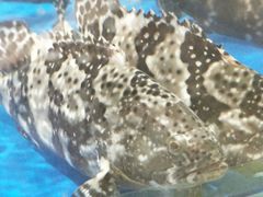 -盒马鲜生(莱蒙都会店)