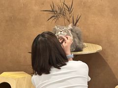 -楼上猫咖(罗湖店)
