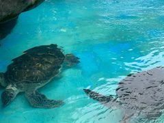 -海合安成都极地海洋公园