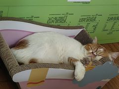 -沐沐家宠物(成寿寺店)