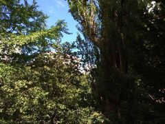 -北海道厅旧本厅舍(旧本庁舎)