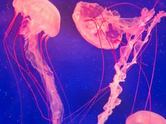 -海合安武汉极地海洋公园