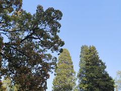 -香山公园