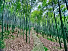 -上海佘山国家森林公园天马山园