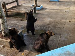 -西霞口神雕山野生动物世界