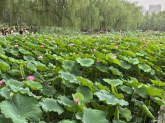 -莲花池公园