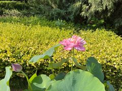 -莲花池公园