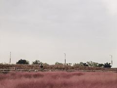 -西京湾花海