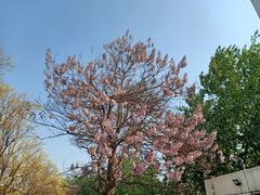 -万源龙顺度假庄园生态观光园