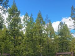 -黄海国家森林公园