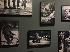 -百好乐宠物友好餐厅(朝外大街店)