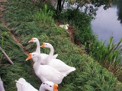 -良渚古城遗址公园