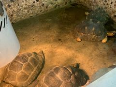 -上海大自然野生昆虫馆