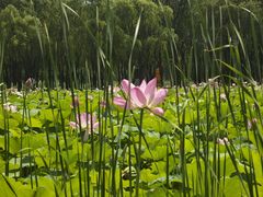 -东郊湿地公园