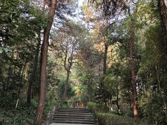 -铁山坪森林公园