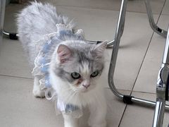 -怪兽屋·羊驼·猫咖·狗咖(俊华广场店)