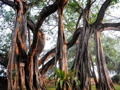 -瑞丽独树成林风景区