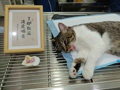 -瑞派名望志远动物医院·猫科·內科·异宠专科(直港大道店)