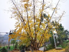 -千年银杏谷文化旅游区