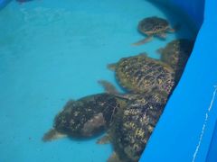 -北戴河圣蓝海洋公园