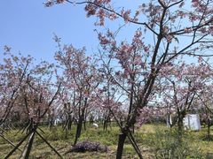 -福建鲤鱼洲酒店