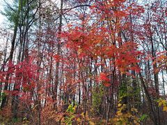 -长白山万达喜来登度假酒店
