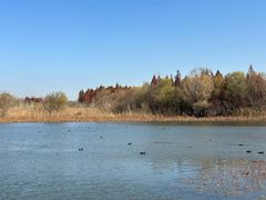 -溱湖国家湿地公园